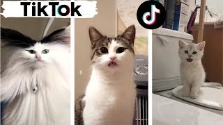 Cats being CATS  Try Not to Laugh  TIK TOK  Funny Cats Compilation TikTok [upl. by Noxid416]