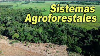 QUÉ SON LOS SISTEMAS AGROFORESTALES [upl. by Boorman543]