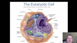 Chapter 5  The Eukaryotes [upl. by Sherborne]