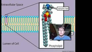 Cell Membranes [upl. by Ttenyl]