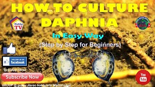 HOW TO CULTURE DAPHNIA In Easy Way [upl. by Borman105]