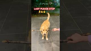 Drop it failsjunior goldenretriever happy dropit love cuteshortsviral shorts trending [upl. by Ahsiekal]