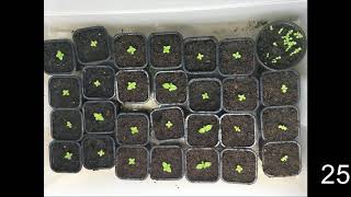 How to germinate Paulownia tree from seeds [upl. by Florentia]