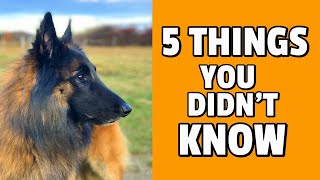 5 Things You Didnt Know about the Belgian Shepherd Dog [upl. by Polito]