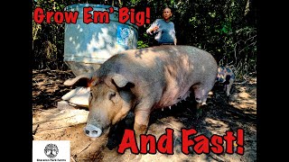 Pastured Pig Feed  SECRET Recipe for Growing Large Pigs FAST [upl. by Tammi550]