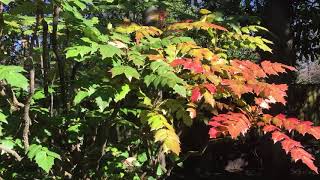 Leatherleaf Mahonia Pros and Cons [upl. by Gnol]