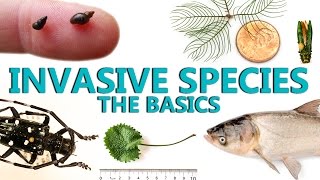 Invasive Species The Basics [upl. by Erdnaid]