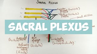 SACRAL PLEXUS Explanation 👍 🔥🔥 [upl. by Jaymie650]