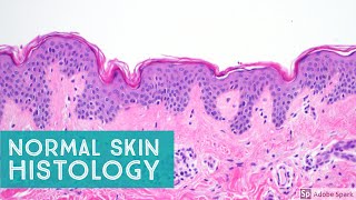 Normal Skin Histology  Explained by a Dermatopathologist [upl. by Acirtal]