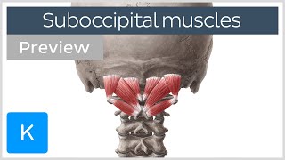 Overview of the suboccipital muscles preview  Human Anatomy  Kenhub [upl. by Ytak]