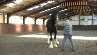 Shire Horse Society International Stallion Inspection [upl. by Samp]