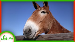 5 Things I Wish I Knew About MULES [upl. by Dlorah]