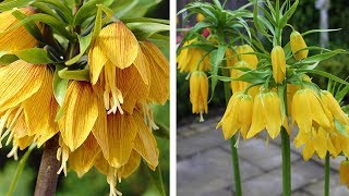 How to Plant Crown Imperial Fritillaria Spring Garden Guide [upl. by Donnamarie]