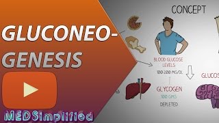 Gluconeogenesis Pathway Made Simple  BIOCHEMISTERY [upl. by Carpio]