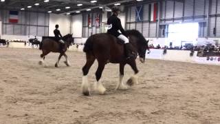 Shire horse show 2012 ridden class [upl. by Minardi]