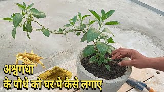 Ashwagandha plant care and benifit  detailed video  tech garden [upl. by Brittany745]