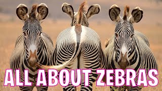 Zebra Fun Facts Everything You Need To Know About Zebras  Tiggios Animal Facts Plains Zebra [upl. by Soinotna]