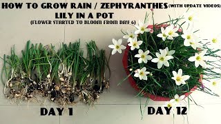 How to Grow Rain  Zephyranthes Lily in a Pot With Update Videos [upl. by Hsevahb]