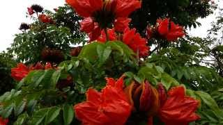 African Tulip Tree  Spathodea campanulata  Fountain Tree  Pichkari  Nandi Flame HD 01 [upl. by Mauldon]