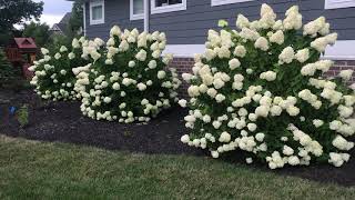 Plant Review Hydrangea paniculata Limelight [upl. by Hazen99]