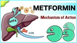 Metformin Mechanism of Action [upl. by Aubyn410]