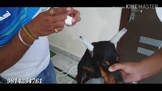 Doberman Ear Posting  Ear Cropping  SCOOBERS [upl. by Latnahc]