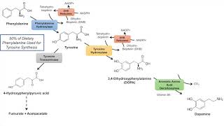 Catecholamine Biosynthesis Pathway [upl. by Luing]