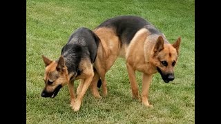 German Shepherd dogs engaged after playing [upl. by Ilyak]