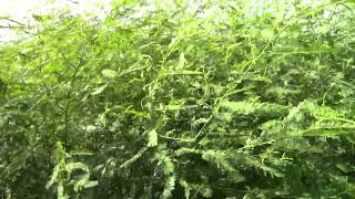 Sesbania herbacea River Hemp Coffeeweed [upl. by Sucerdor234]