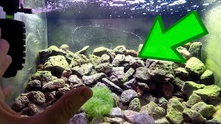 How To Setup A Opae Ula Shrimp Tank [upl. by Krasnoff]