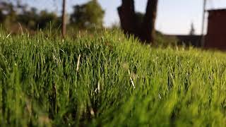 FESTUCA ARUNDINACEA  BARENBRUG [upl. by Fasto]