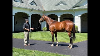 MyRacehorse quotBreeding Shedquot [upl. by Adnilav]