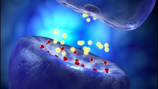 Neural Conduction Action Potential and Synaptic Transmission [upl. by Eitisahc]