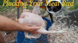 How To De Feather A Chicken The Easy Way [upl. by Kciredohr499]