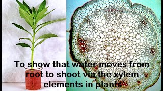 Water moves through Xylem Experiment [upl. by Ayk]