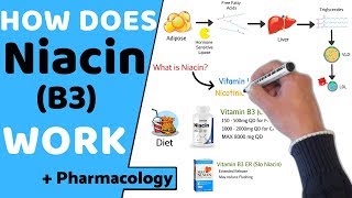 How does Niacin B3 Work  Pharmacology [upl. by Burrow961]