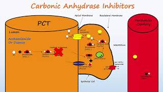 Diuretics  Part 1  Osmotic Diuretics amp Carbonic Anhydrase Inhibitors [upl. by Hurlow]