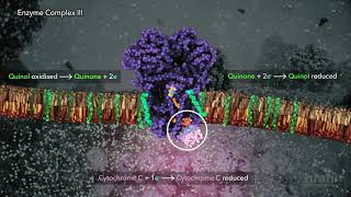 Electron Transport Chain  HHMI BioInteractive Video [upl. by Llerrit]