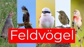 Vögel der Agrarlandschaft und ihr Gesang  10 Feldvögel [upl. by Ecam896]