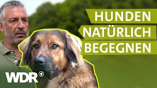 Hundebegegnungen ohne Stress  Hunde verstehen  S01E02  WDR [upl. by Aerdnaed]