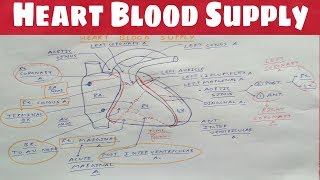 Heart Blood Supply 1  Right Coronary Artery  TCML  Dr Pawan nagar [upl. by Nosydam372]