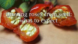 Growing roses from seed what to expect [upl. by Ecidnarb]