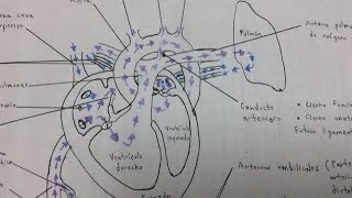 THE AMPLATZER Duct Occluder [upl. by Repohtsirhc]