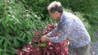 Are persicaria perfect plants for the modern garden [upl. by Nomolas]