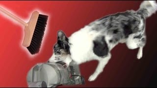 Teach Calmness Around Vaccum Cleaner or Broom  Dog Training [upl. by Nilyam642]