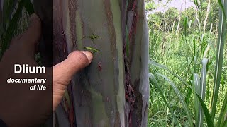 Rainbow eucalyptus Eucalyptus deglupta [upl. by Allehcim]