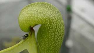 Fly walks into the head of a Cobra Lily Carnivorous Plant [upl. by Niaz563]