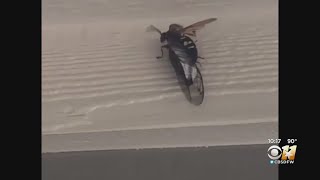 Seems More Cicada Killers Are Buzzing Around North Texas [upl. by Shuler]