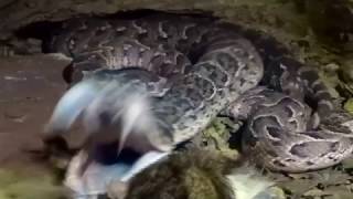 Puff adder strike [upl. by Culosio]