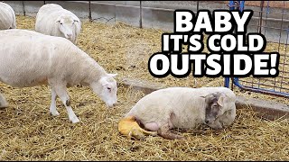 SPRING lambing with WINTER problems🥶  Vlog 679 [upl. by Nellir575]